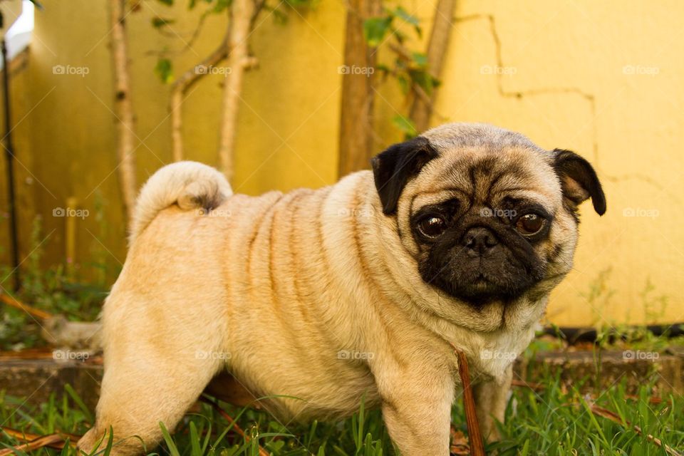 Pug in the garden