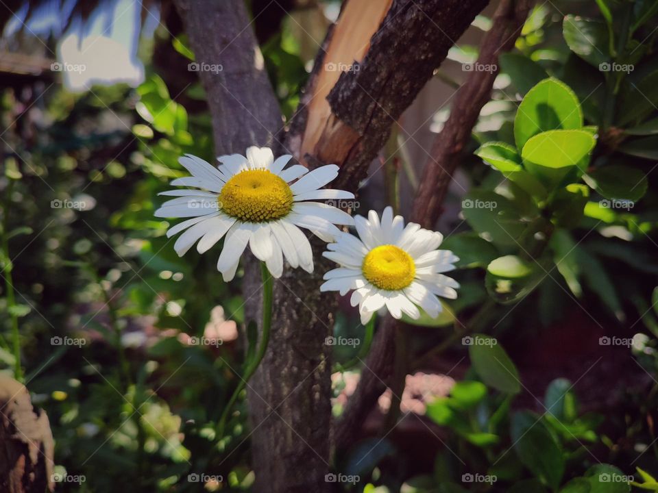 Daisy in the garden,