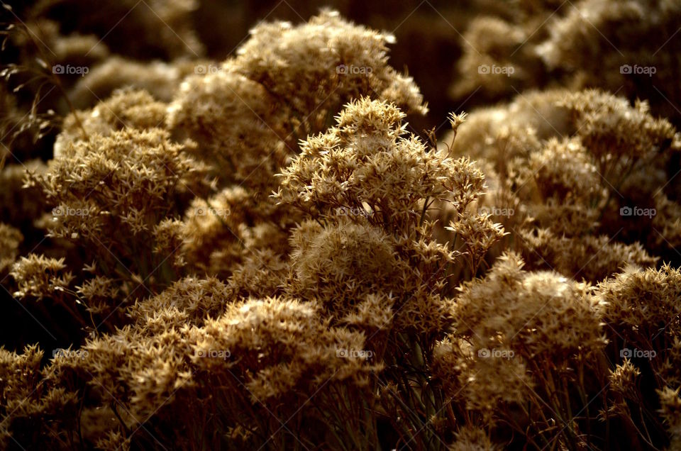 Nature, No Person, Flora, Closeup, Flower