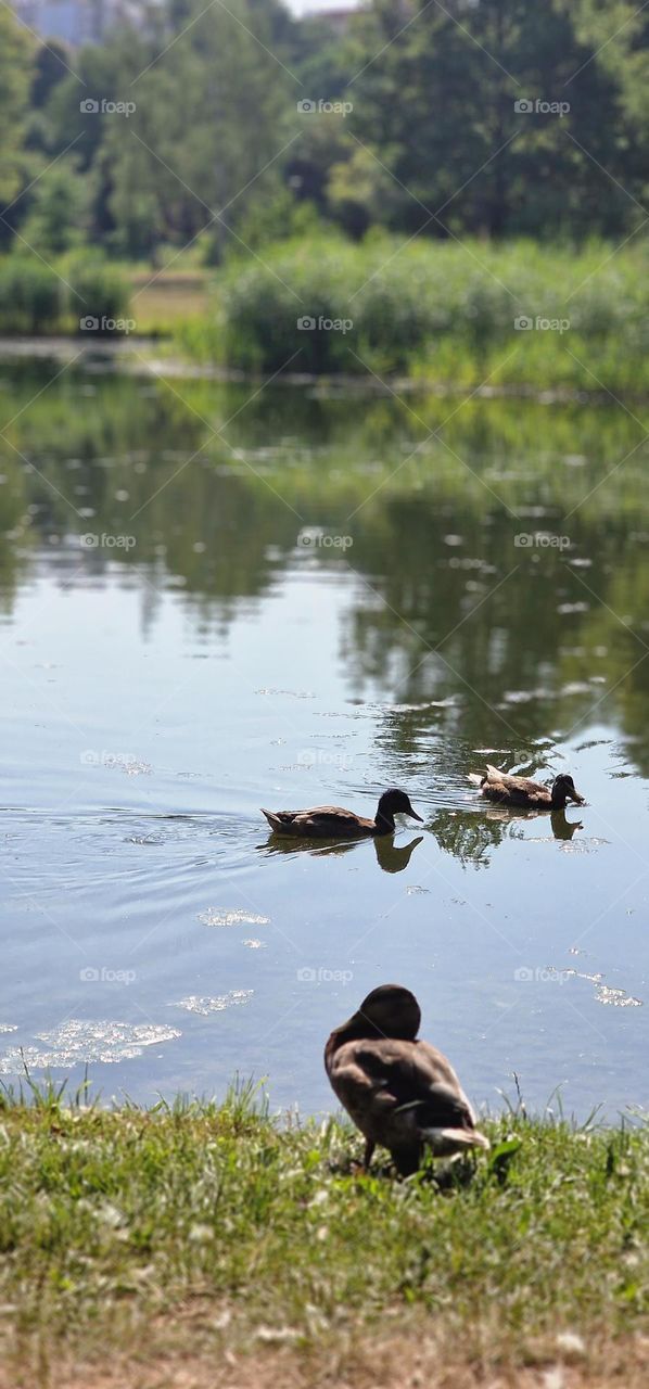 Lake with ducks