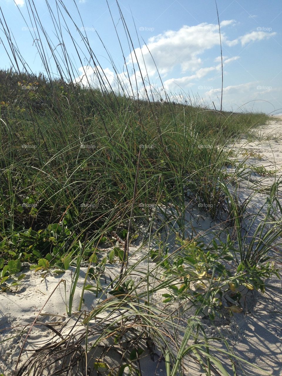 Florida sand dune