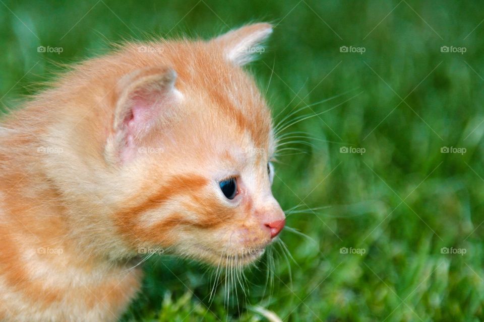 Close-up of brown cat