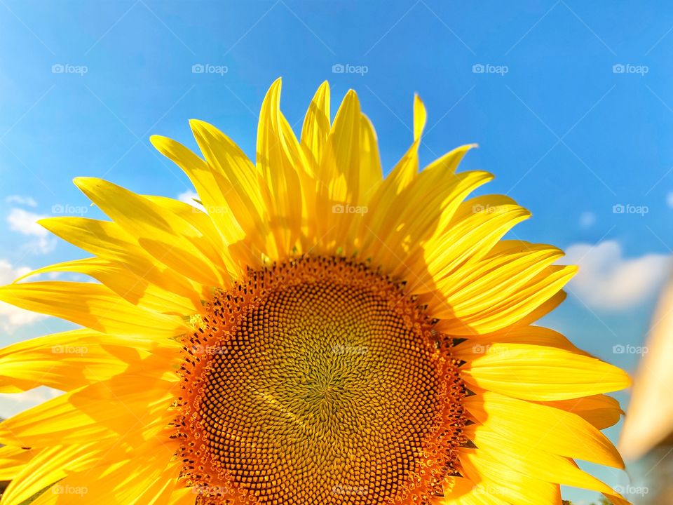A sunflower in the blue sky 
