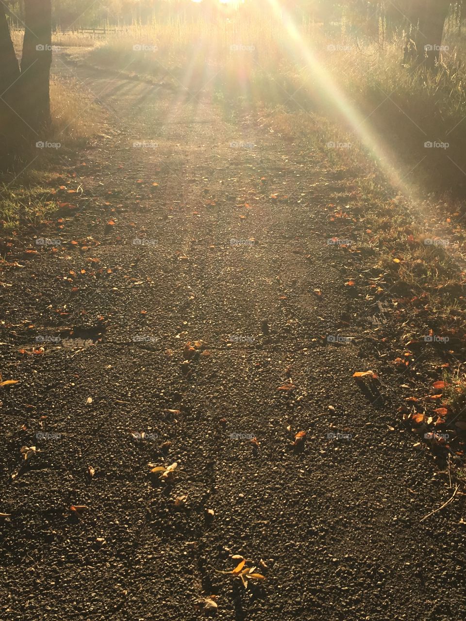 Sunlit Trail