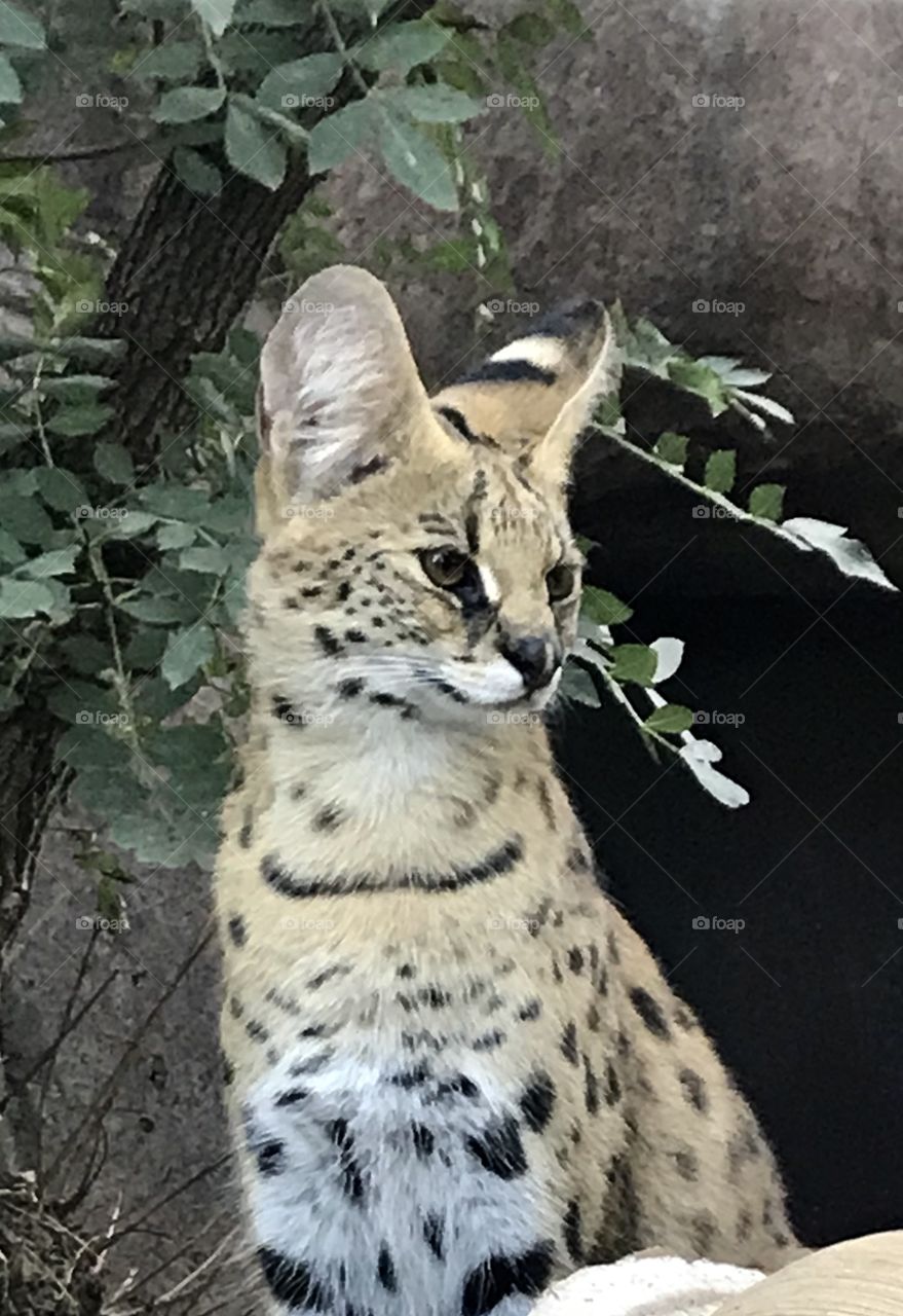 Serval 