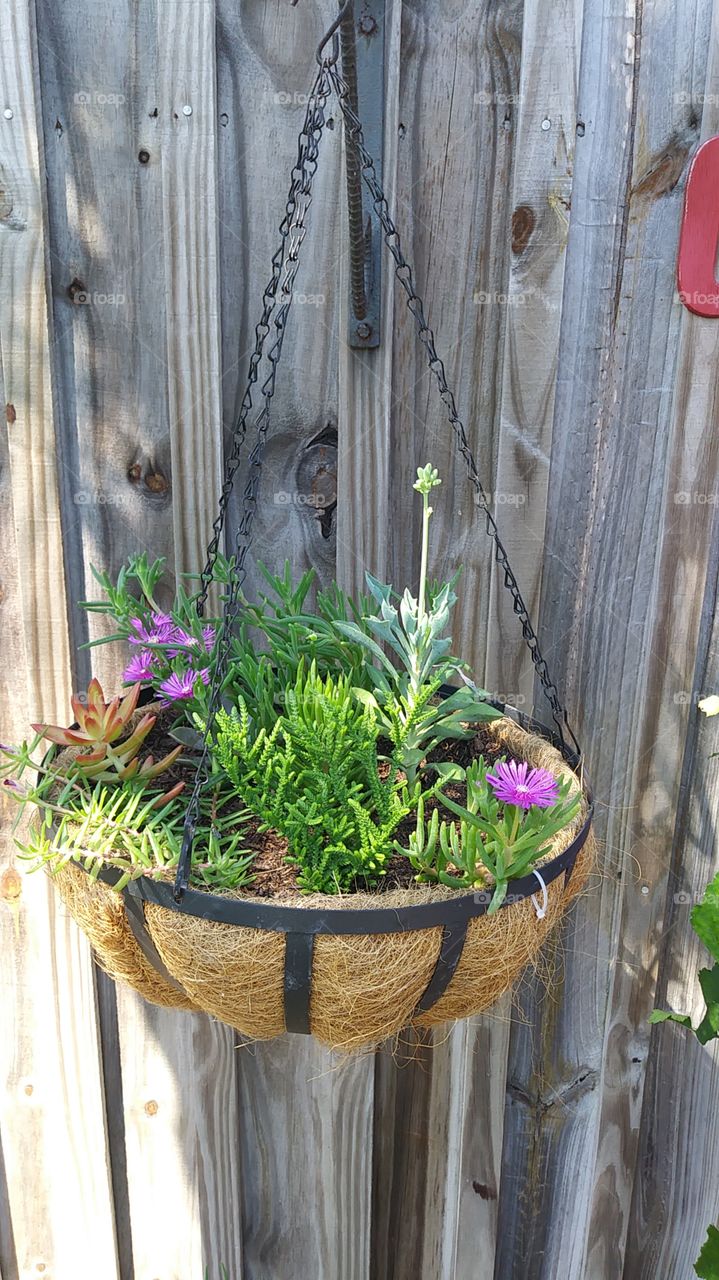 succulents basket