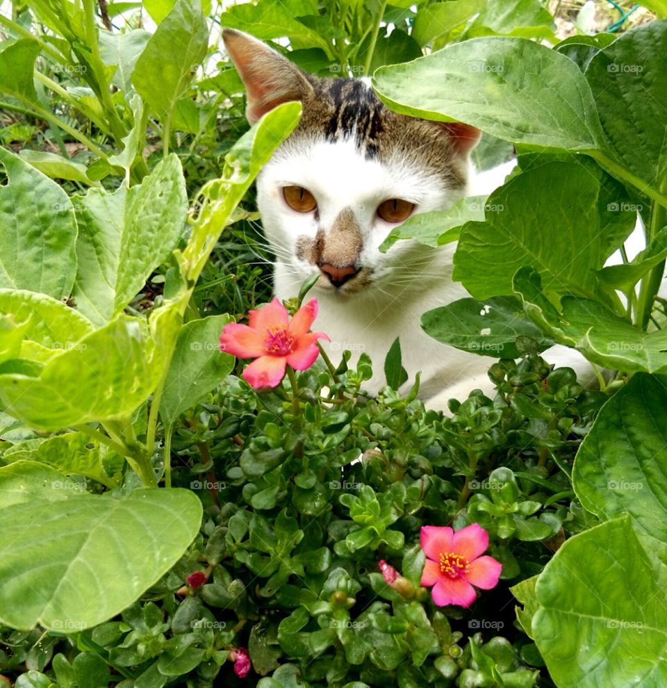 kitty in garden