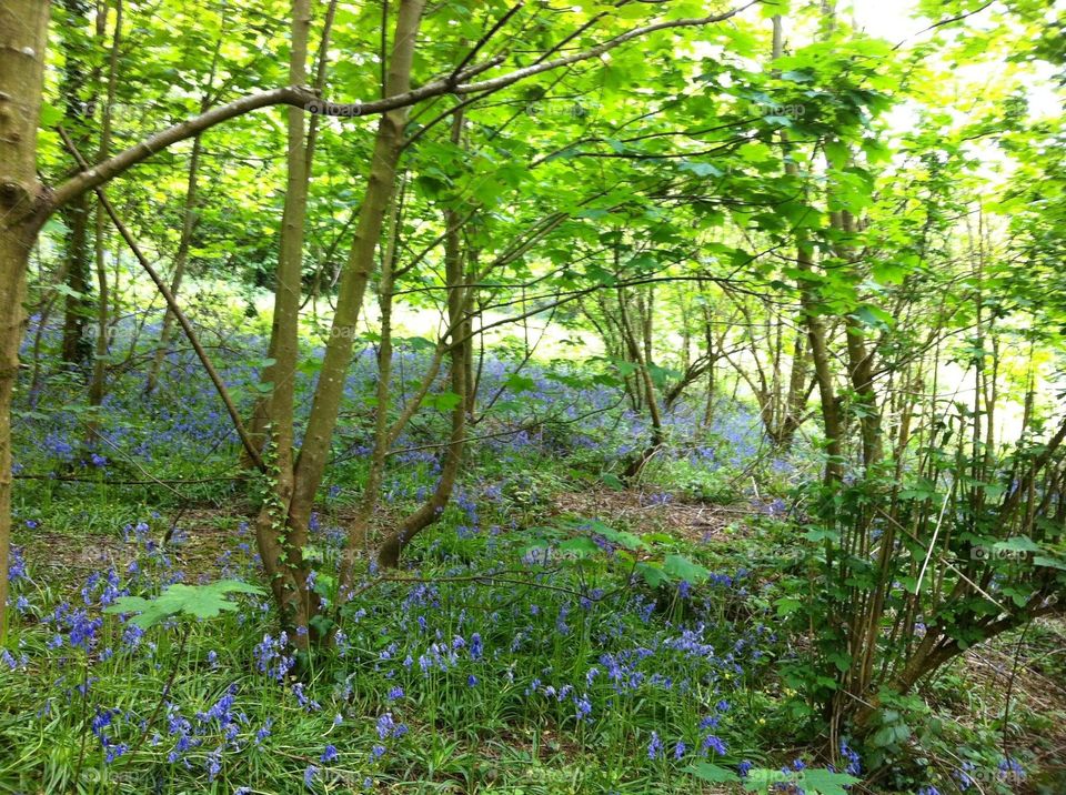 Bluebell woods, Guernsey 