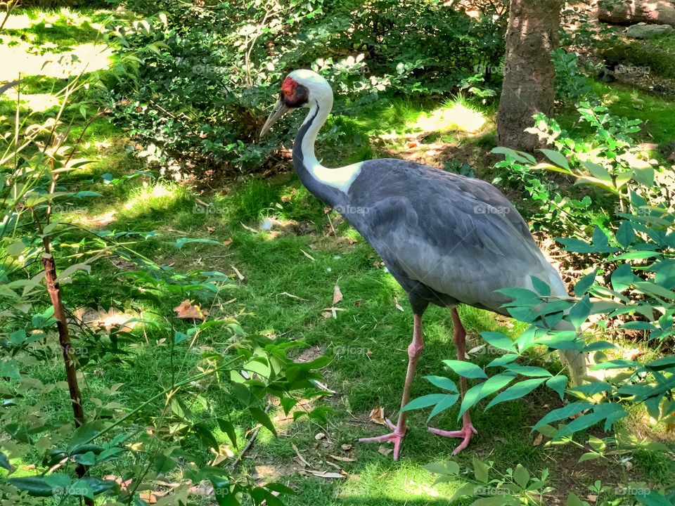 White-naped crane roaming around to find food. Graceful birds. Nature background.