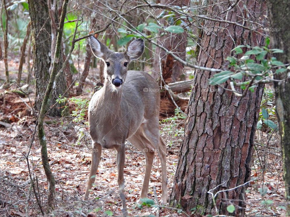 Life in Motion - A young, perky doe looks at the camera in surprise before running off into the woods