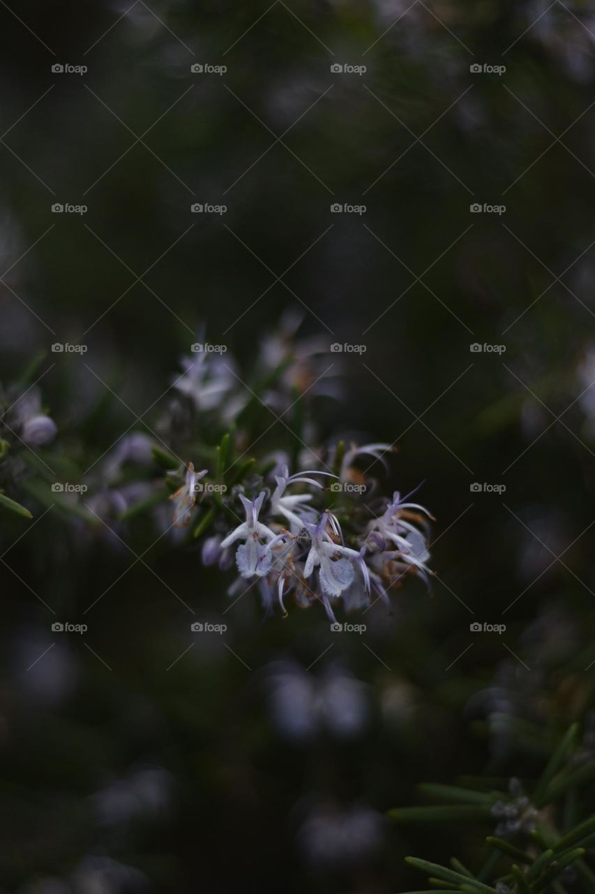 Rosemary flowers on a natural dark background 