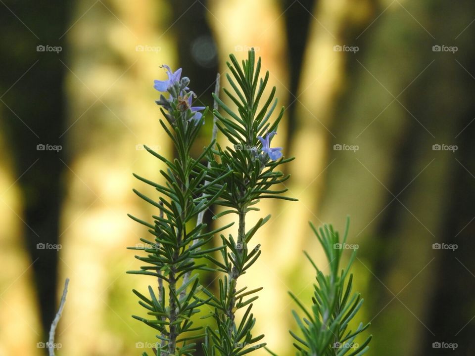 Rosemary in Bloom