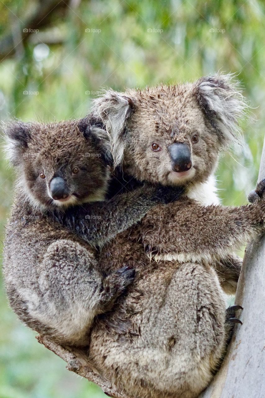 Koalas