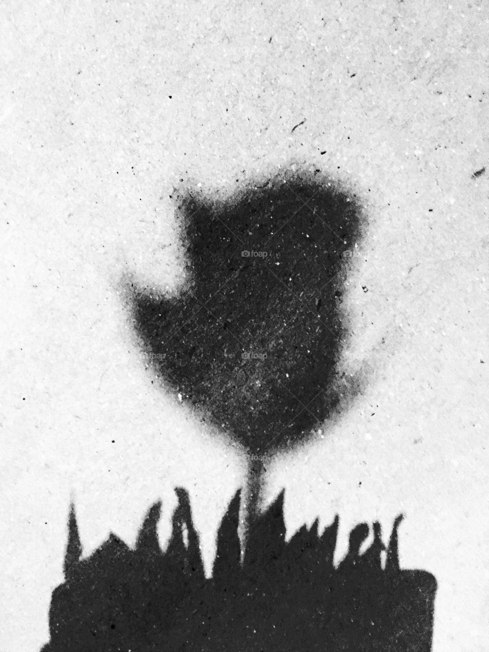 Tulip and grass shadow 