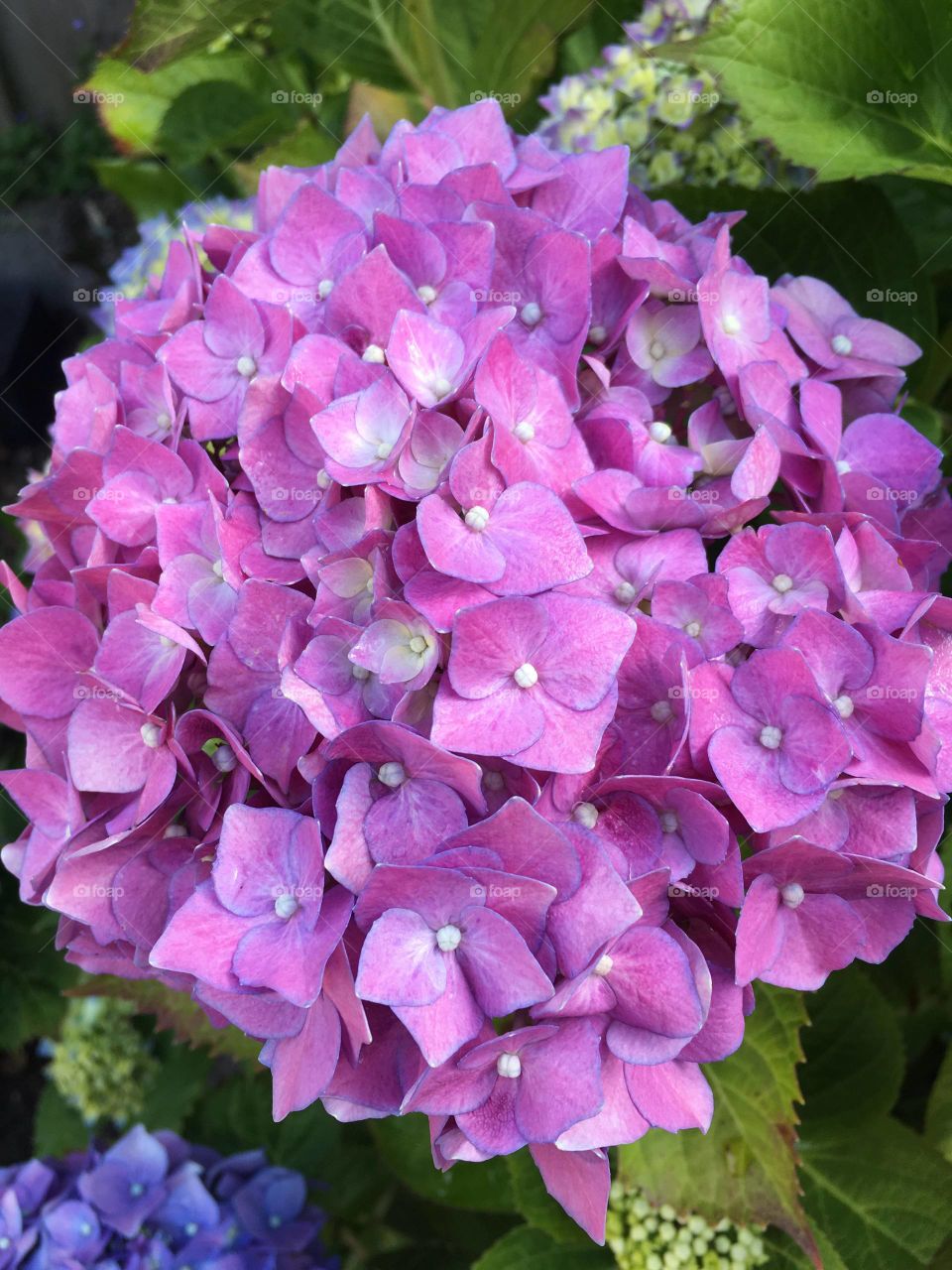 Pink Hydrangeas