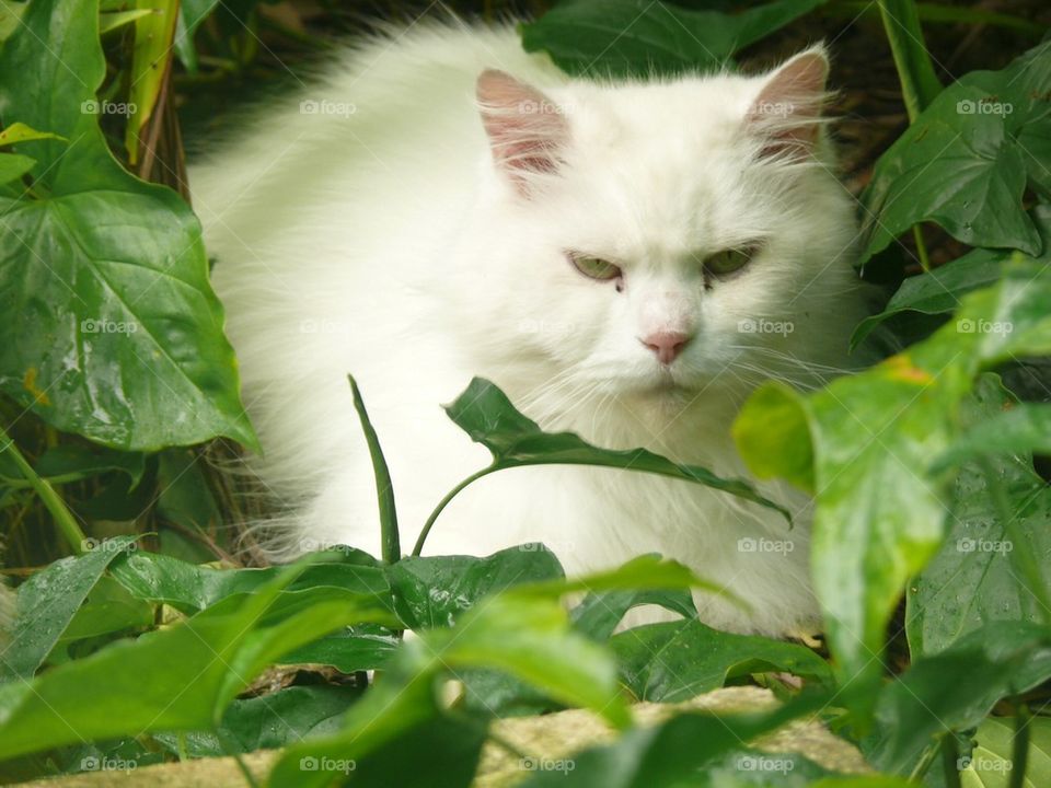 Pet Persian Cat