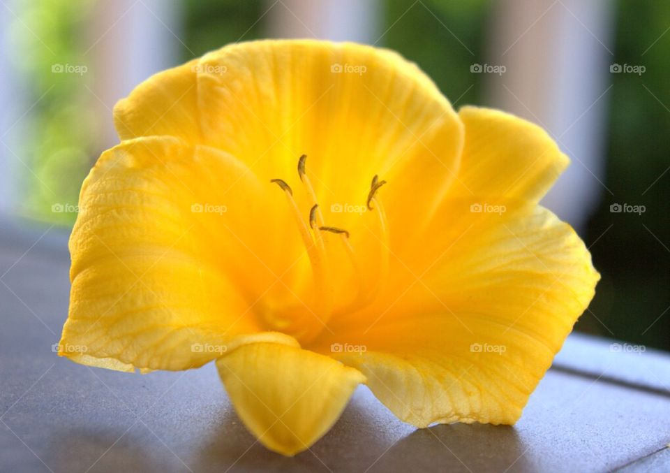 Closeup of a vibrant, yellow lily with a blurred background. 