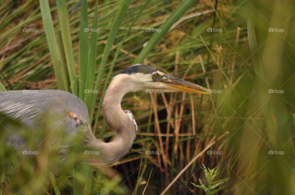 A great blue heron fishing for dinner