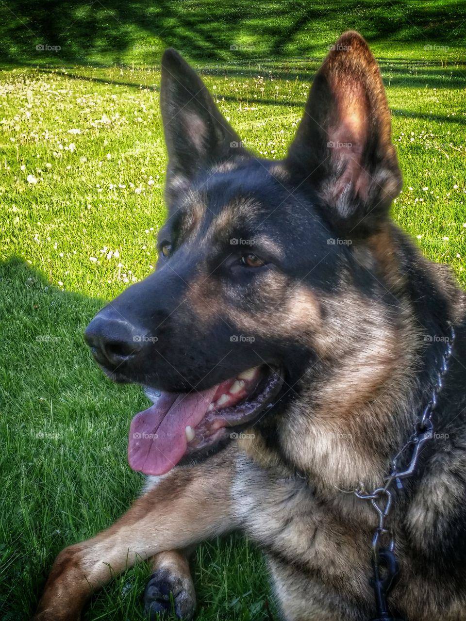 2 year old pure bred #GermanShepherd. Hanging out in the #park with sissy.