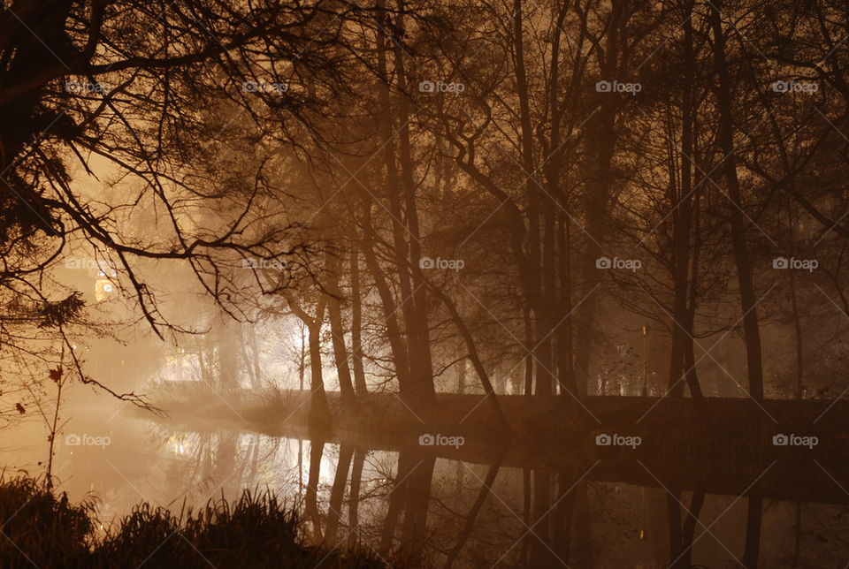 foggy park