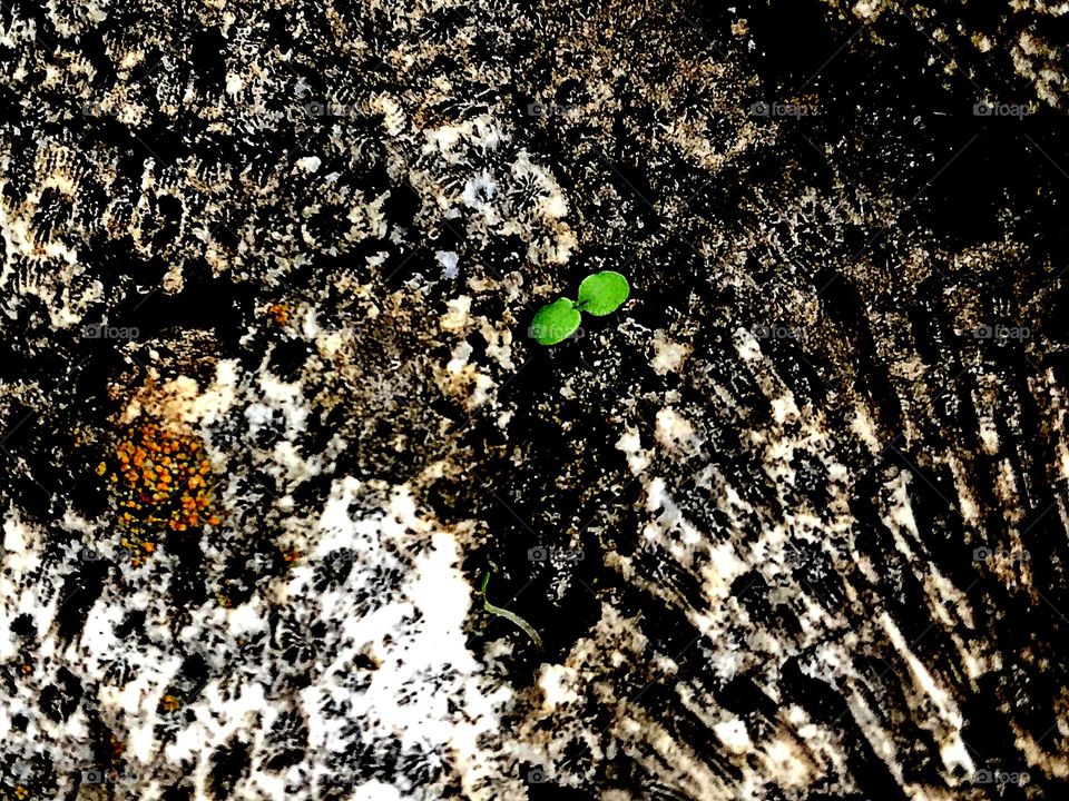 Creative texture-Fossil coral