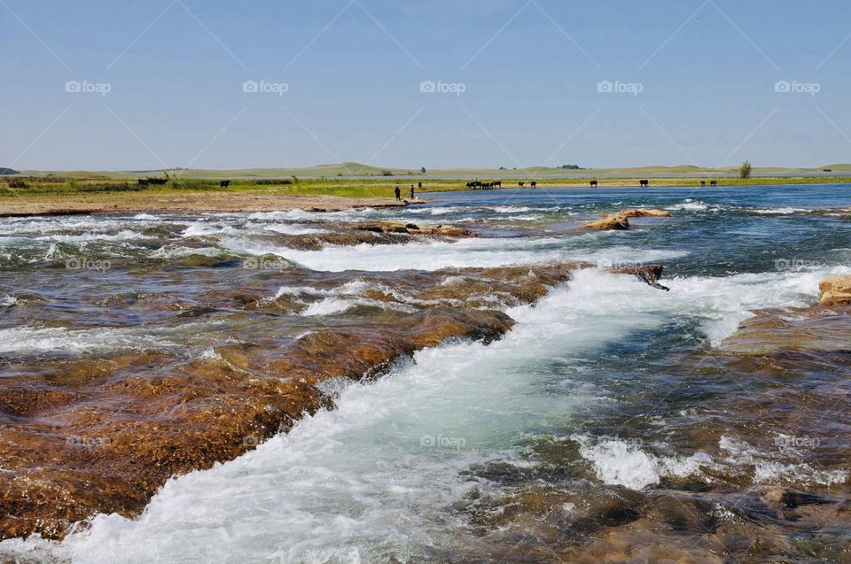 California weather with the rushing fun water to enjoy With Californian cows around 😆