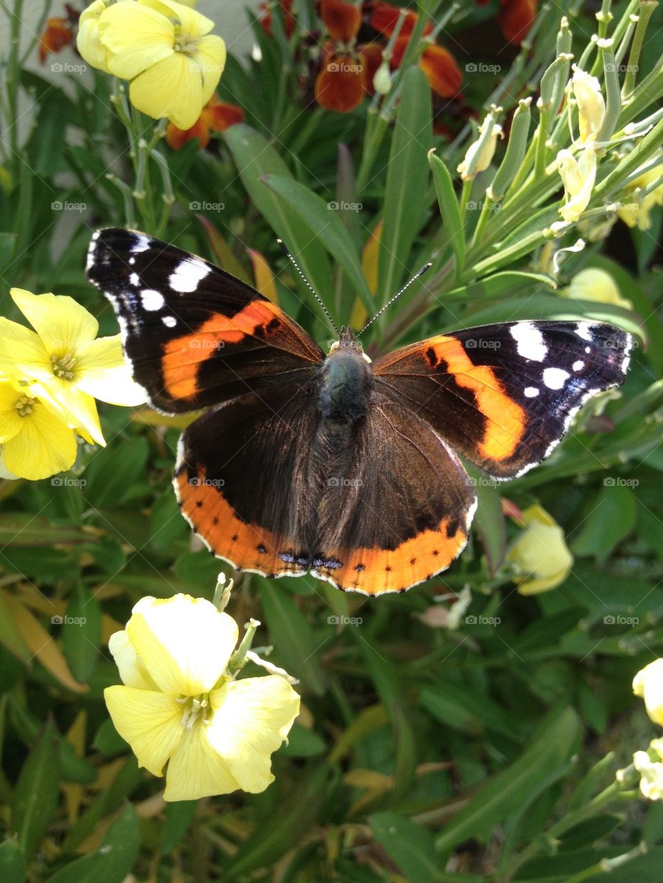 Butterfly on flower. Spring si coming,Italy