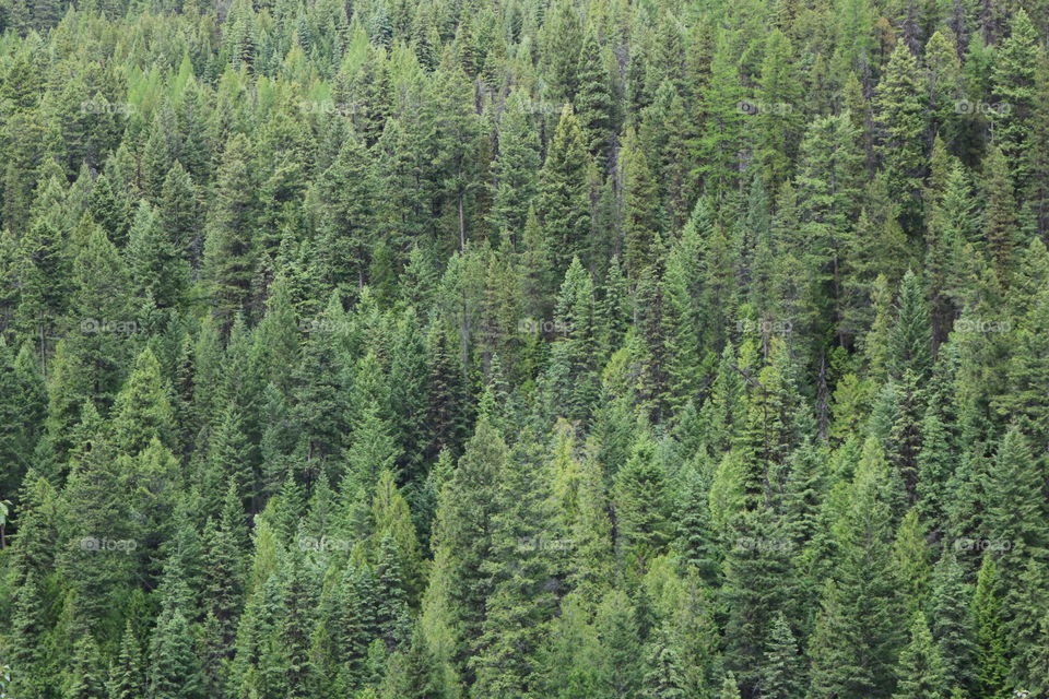 British Columbia forest