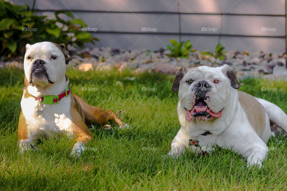 Two dogs relaxing in grass