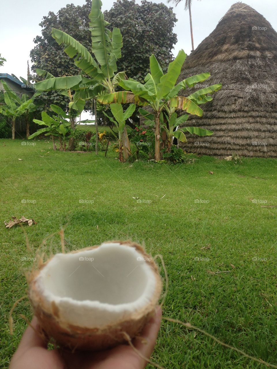 Living the island life in Lifou New Caledonia with fresh morning coconuts