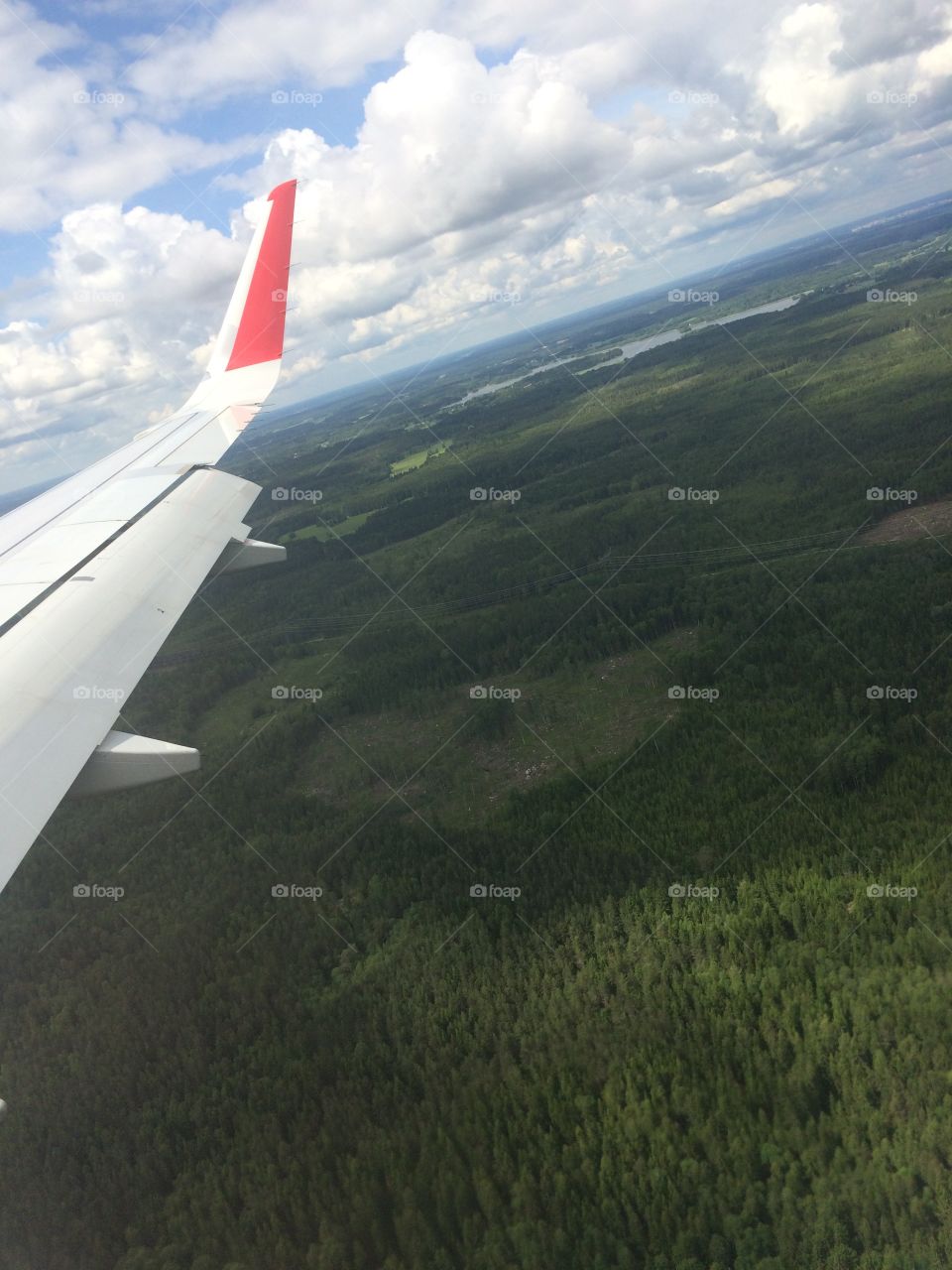 Swedish Forest