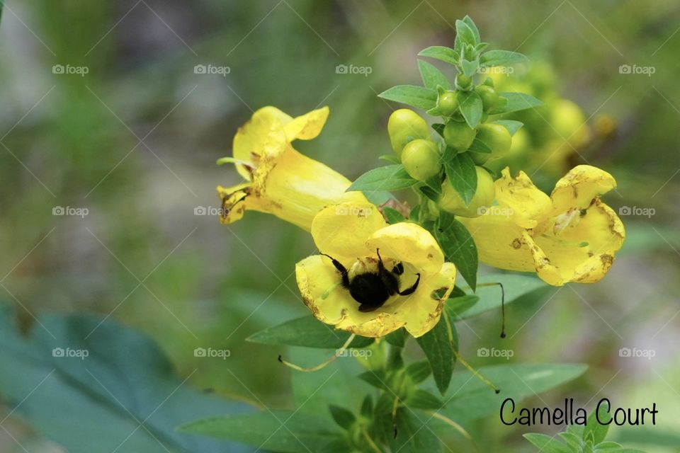 Bee butt in a yellow flower in Michigan 