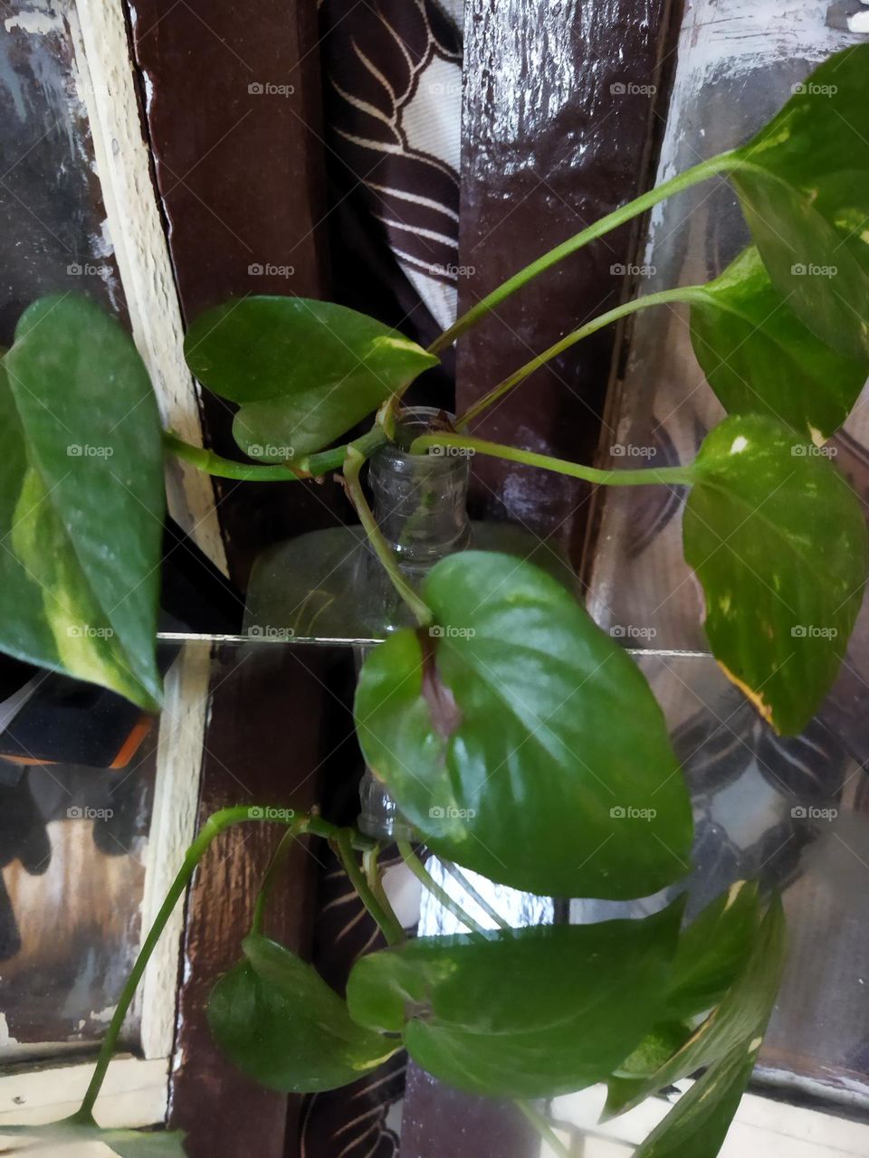 plant reflection in mirror