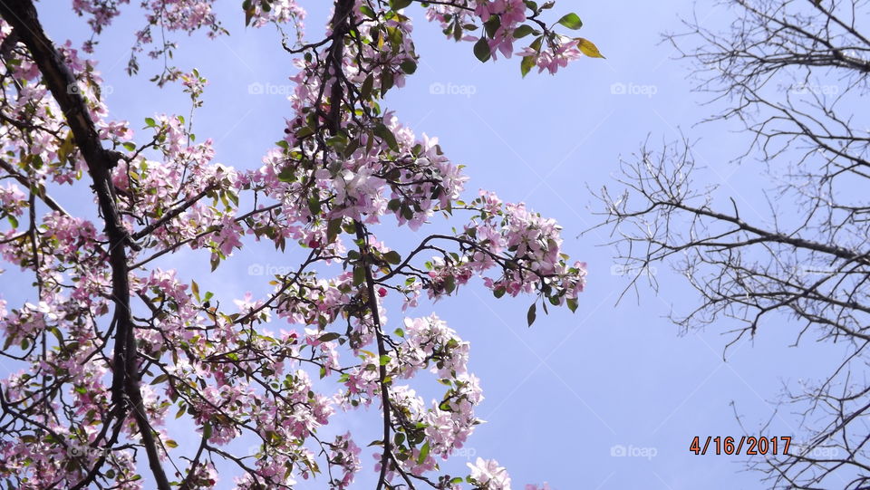 Flowering trees against the sky