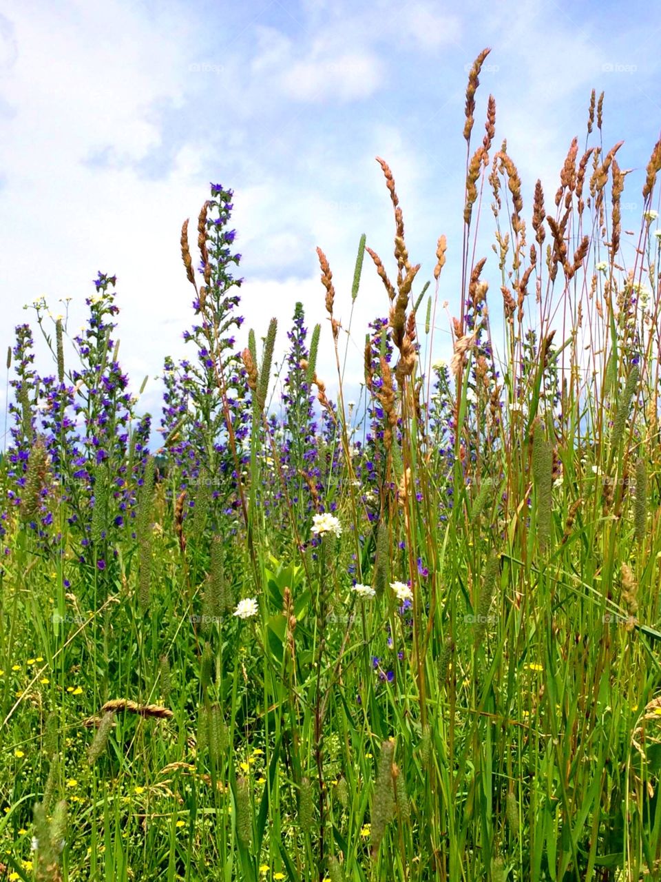 Field of wild flowers 