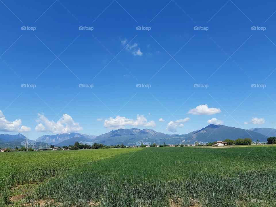 green field under a blue sky