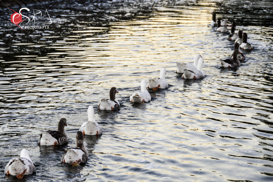 Uno atrás del otro, los patos en el estanque... juntos al infinito...