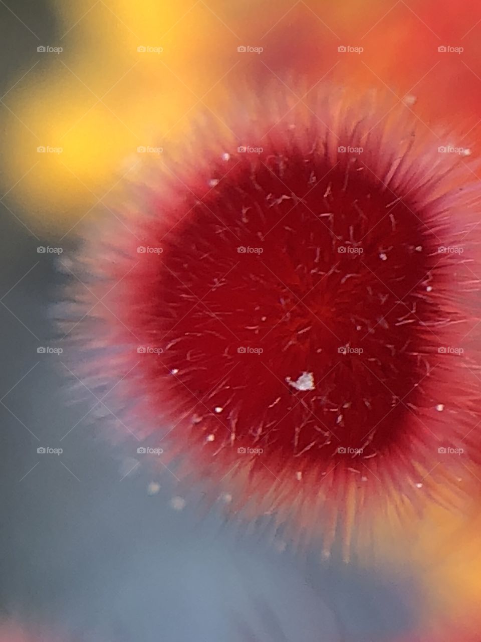 Hibiscus- macro photography 