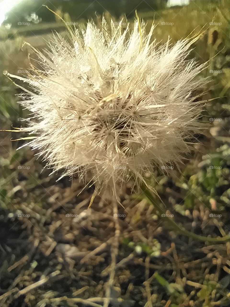 dandelion closeup view