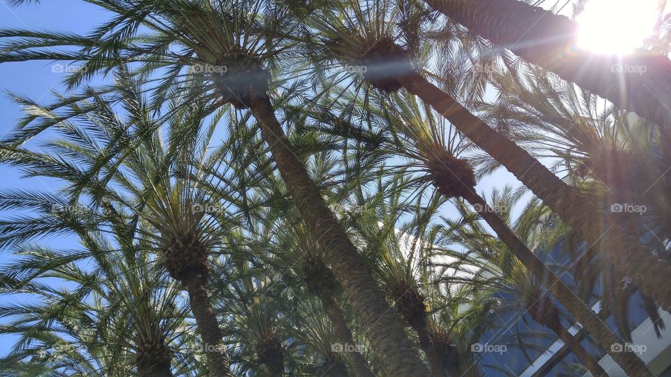 palms