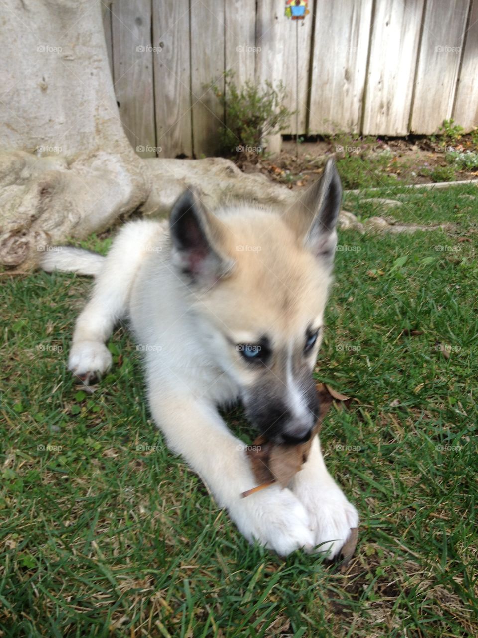 Husky pup 