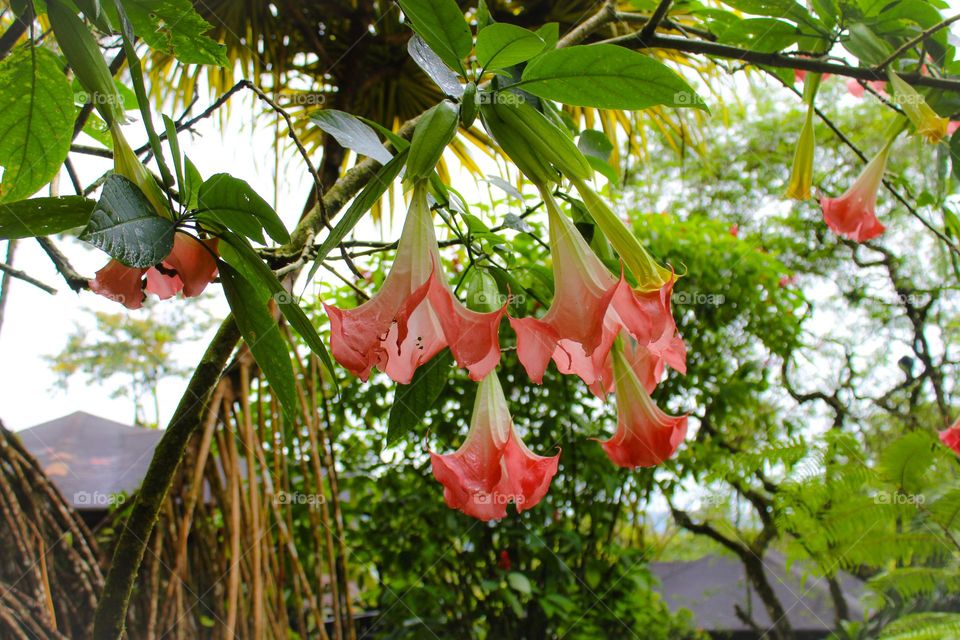 Brugmansia or Angel trumpet , tropical beautiful and poisonous flower