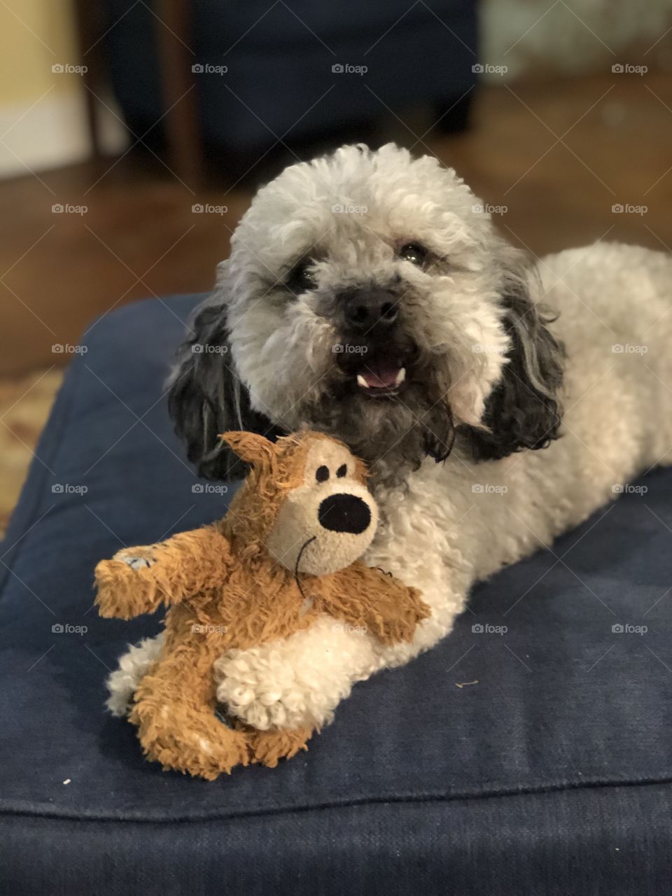 Poodle and toy