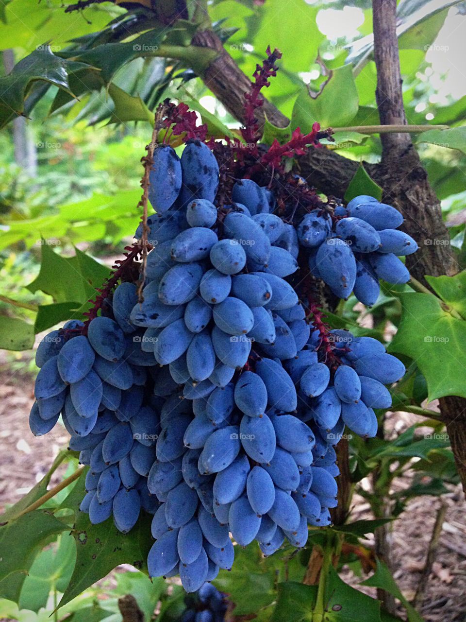 Close-up of grapes