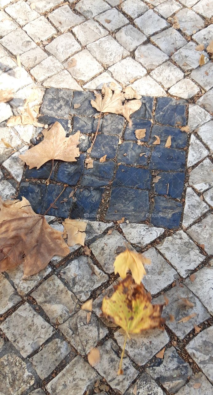 It is already fall in Lisbon