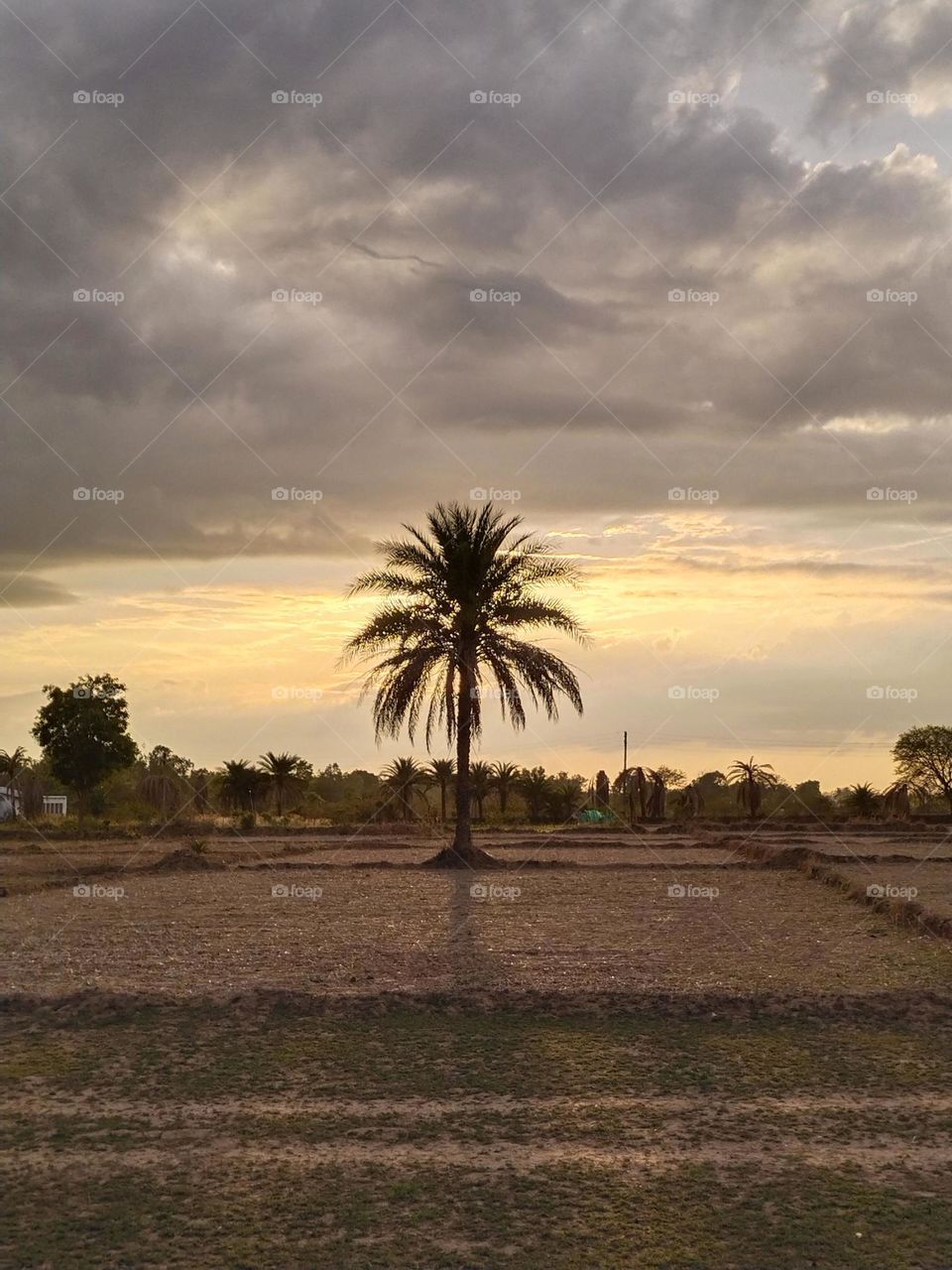 🌞 sunset tree of back 🌴