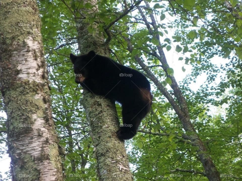 Bear cub climbing a tree