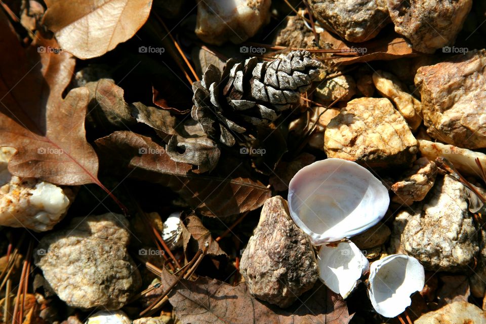 lake shore scattered witb rocks, shells, leaves and pinecones during the einter.