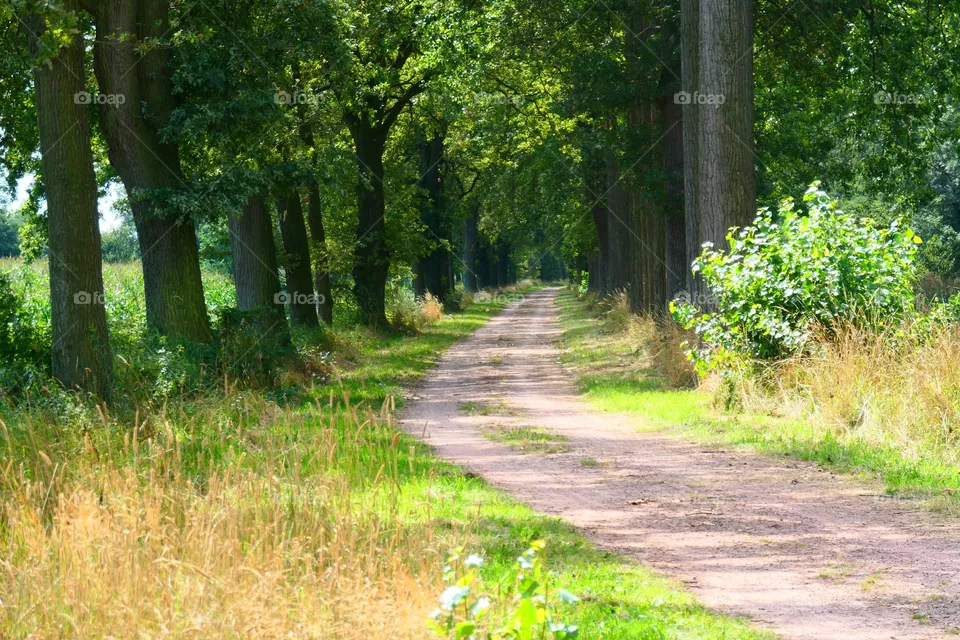 avenue of trees