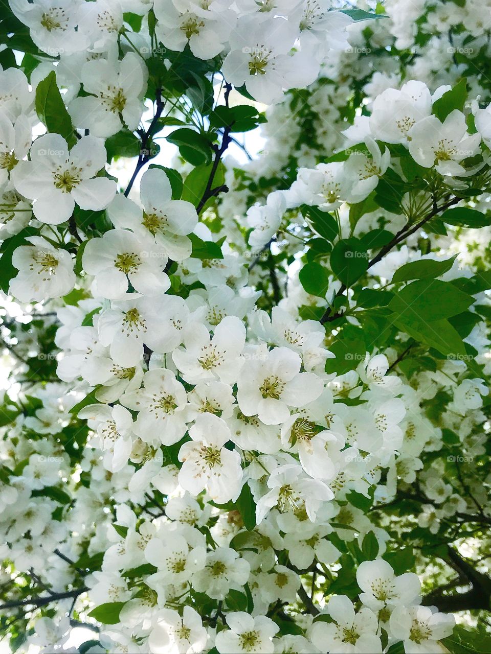 Sour cherry blossom—taken in Dyer, Indiana 